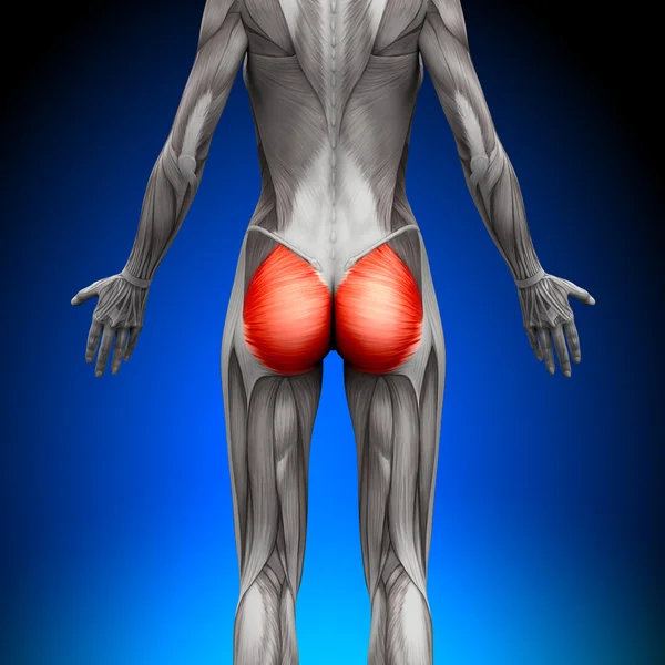 Glutes gluteus maximus - weibliche Anatomie Muskeln — Stockfoto