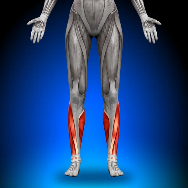 Calves - Female Anatomy Muscles — Stock Photo, Image