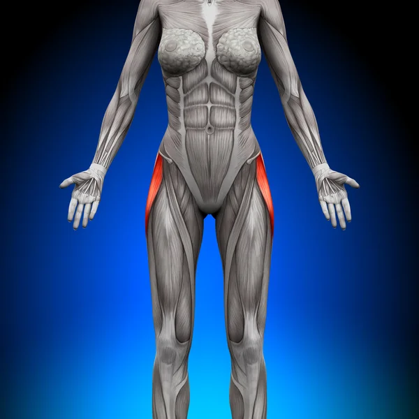 Tensor Fasciae Latea - Muscoli anatomici femminili — Foto Stock