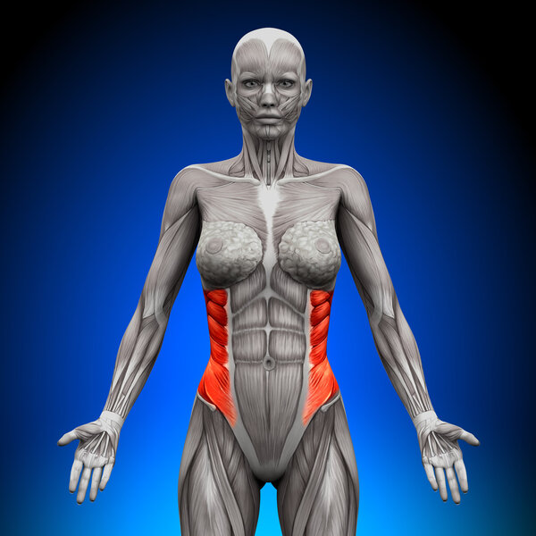 External Oblique - женские анатомические мышцы
