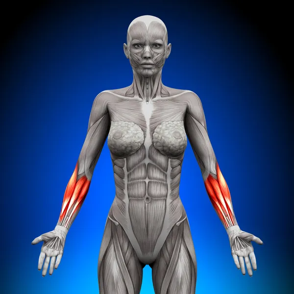 Предплечья - женские анатомические мышцы — стоковое фото