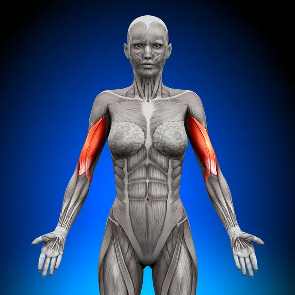 Biceps - Female Anatomy Muscles — Stock Photo, Image