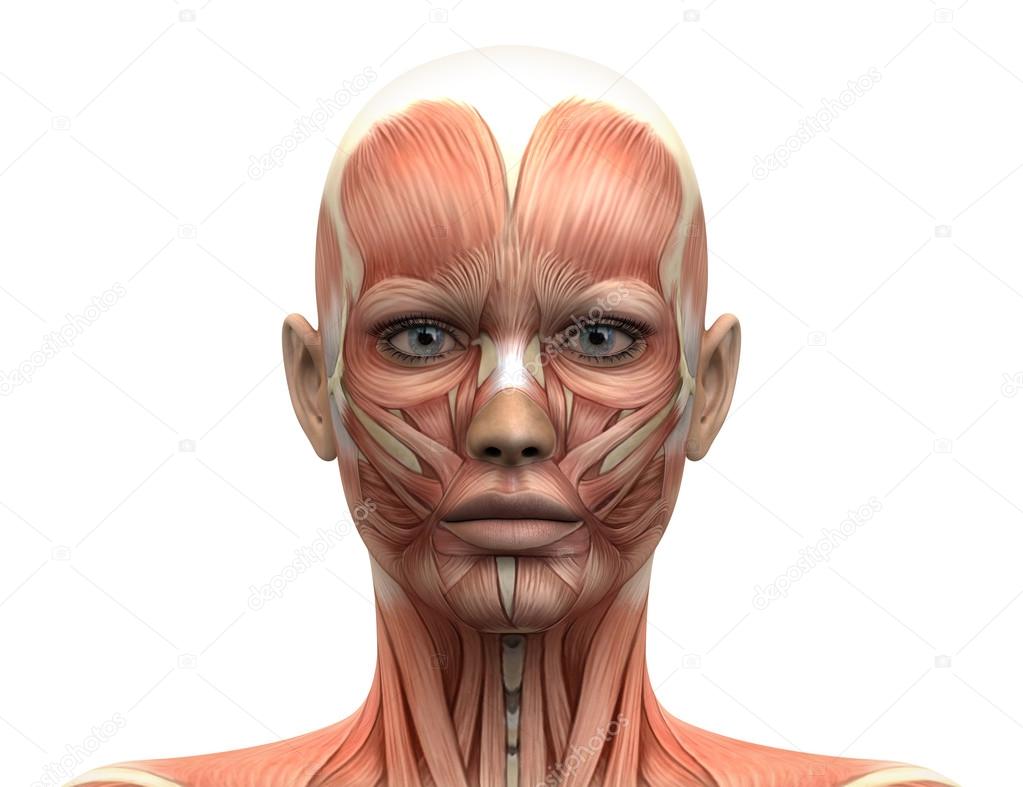 Female Head Muscles Anatomy - Front view