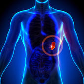 slezina - mužské anatomii lidských orgánů - rentgenový pohled
