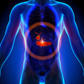 žlučník slinivka - mužské anatomii lidských orgánů - rentgenový pohled