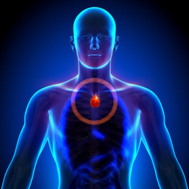 timus - insan organları erkek anatomisi - x-ray görüş