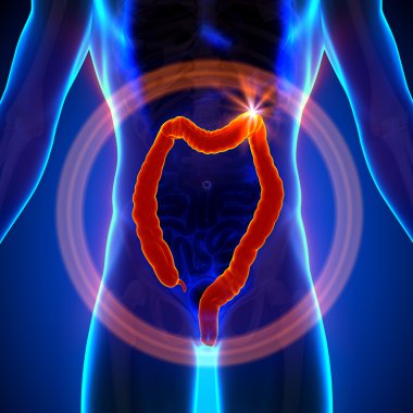 iki nokta üst üste büyük instestine - insan organları erkek anatomisi - x-ray görüş