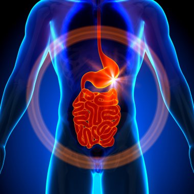 mide, ince bağırsak - insan organları erkek anatomisi - x-ray görüş cesaret