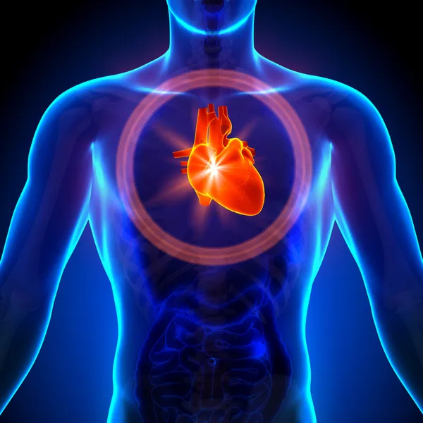 Hjärtat - manliga anatomi av mänskliga organ - röntgen Visa — Stockfoto