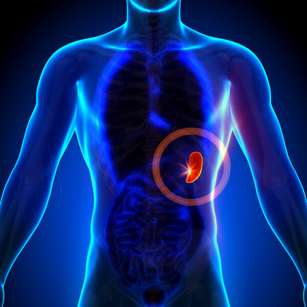 Селезенка - мужская анатомия органов человека - рентгеновское зрение
