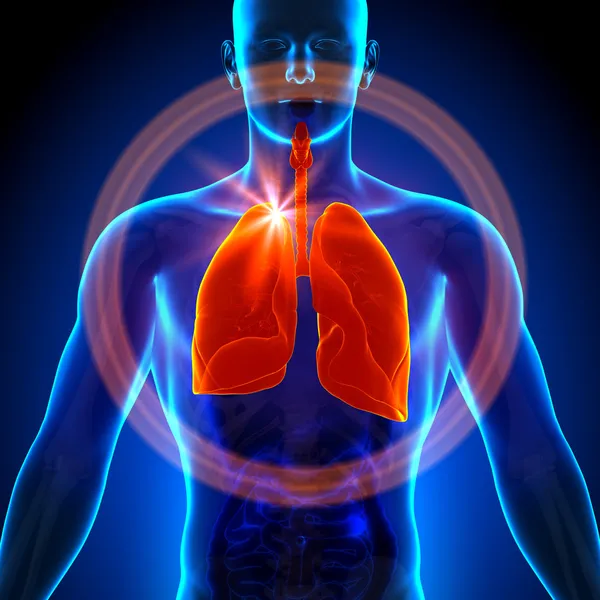 Rentgenowskie płuc - męskiej anatomii narządów ludzkich - widok — Zdjęcie stockowe