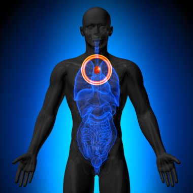 timus - insan organları erkek anatomisi - x-ray görüş
