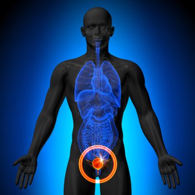 Mesane - insan organları erkek anatomisi - x-ray görüş