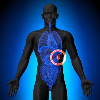 dalak - insan organları erkek anatomisi - x-ray görüş