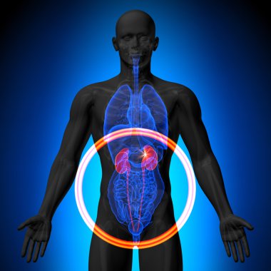 böbrekler insan organları - erkek anatomisi - görünüm röntgenini çekin.