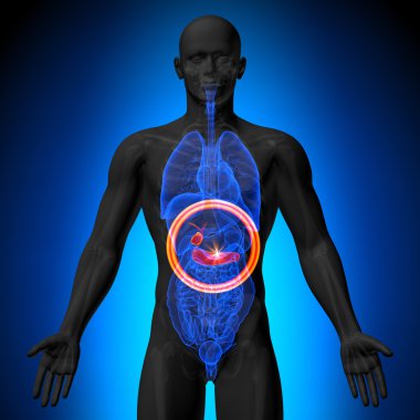 Safra kesesi pankreas - insan organları erkek anatomisi - x-ray görüş