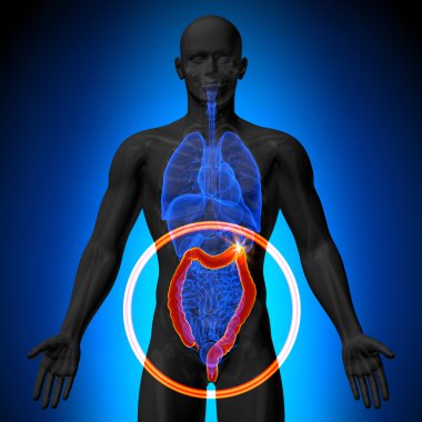 iki nokta üst üste büyük instestine - insan organları erkek anatomisi - x-ray görüş