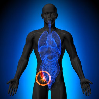 ek - insan organları erkek anatomisi - x-ray görüş