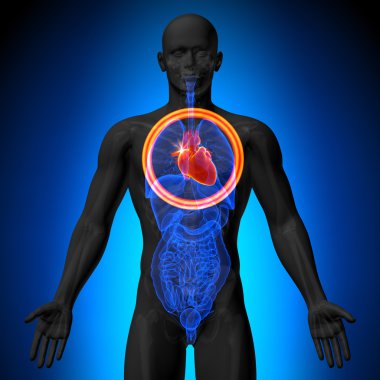 kalp - insan organları erkek anatomisi - x-ray görüş