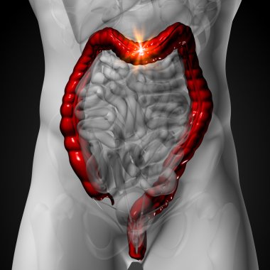 kolon bağırsak - insan organları erkek anatomisi - x-ışını görünümü