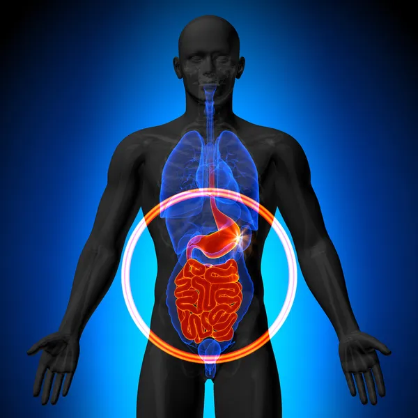 Кишечник желудка Малый кишечник - мужская анатомия органов человека - рентген зрения — стоковое фото