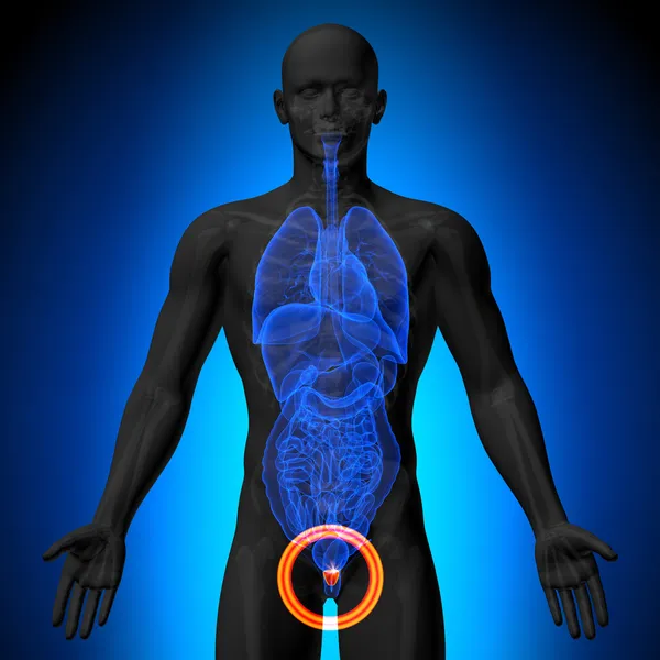 Prostata - mužské anatomii lidských orgánů - rentgenový pohled — Stock fotografie