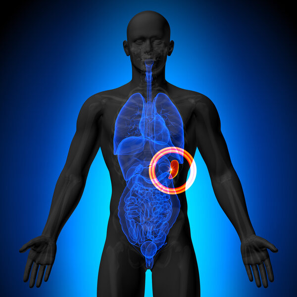 Селезенка - мужская анатомия органов человека - рентгеновское зрение
