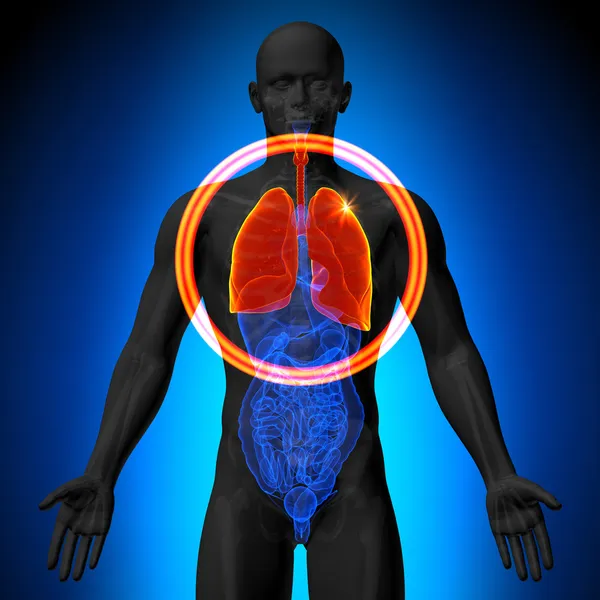 Longen - mannelijke anatomie van menselijke organen - x-ray weergave — Stockfoto