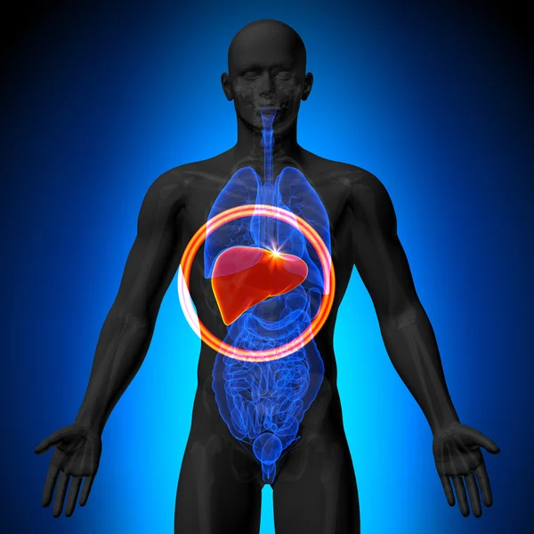 Karaciğer - insan organları - x-ray görüş erkek anatomisi — Stok fotoğraf