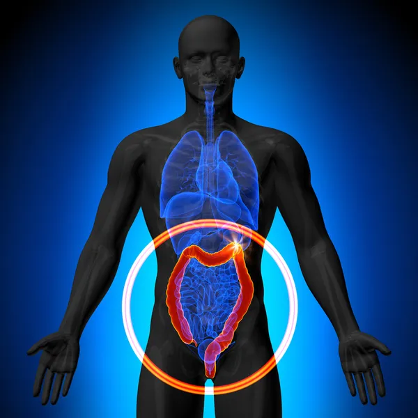 Colon Large Instestine - Anatomía masculina de los órganos humanos - vista de rayos X —  Fotos de Stock