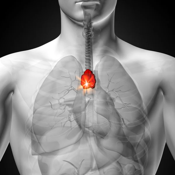 Brzlík - mužské anatomii lidských orgánů - rentgenový pohled — Stock fotografie
