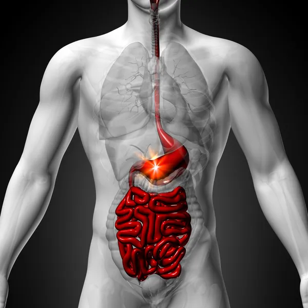 Żołądek wnętrzności małych interstine - męskiej anatomii narządów ludzkich - rentgena — Zdjęcie stockowe