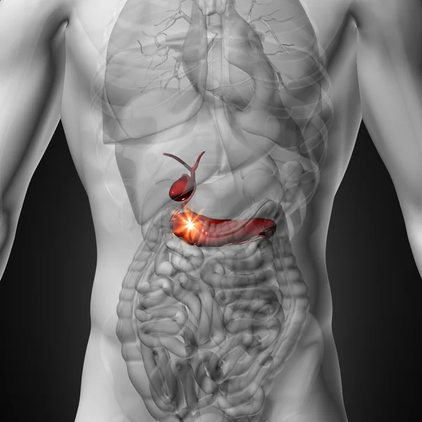 Safra kesesi pankreas - insan organları erkek anatomisi - x-ray görüş — Stok fotoğraf