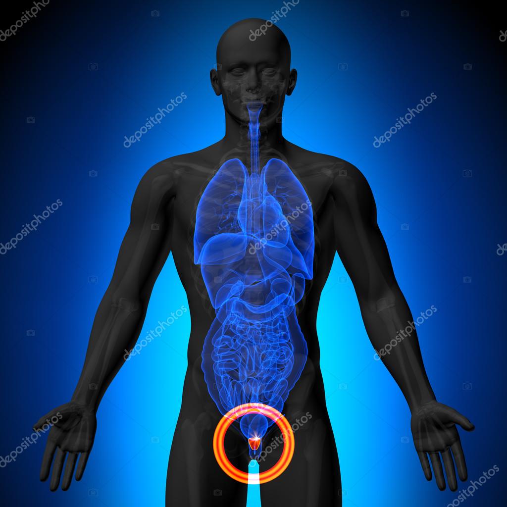 Prostate male anatomy of human organs x ray view stock photo by