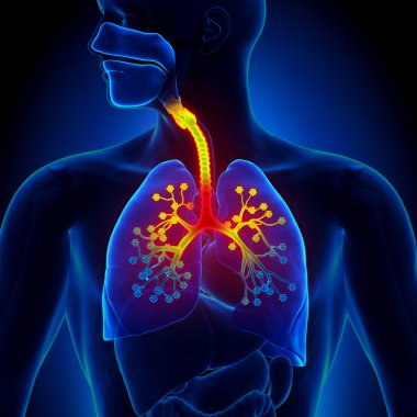 Bronchiolitis - Inflammation of the bronchioles clipart