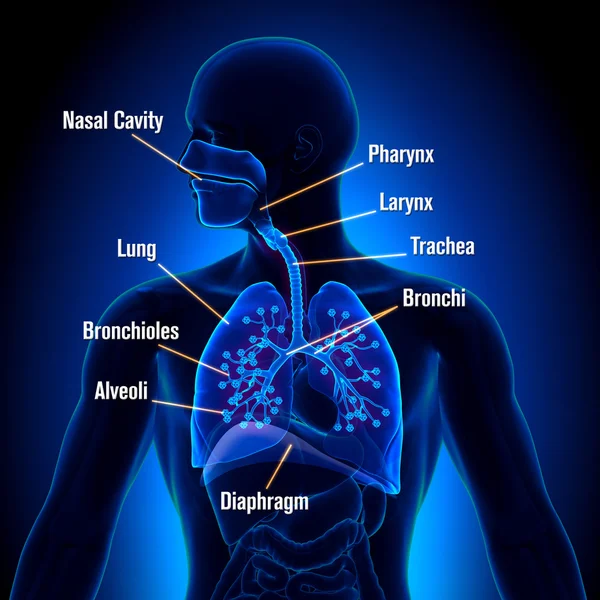 Sistema respiratorio - vista dettagliata — Foto Stock