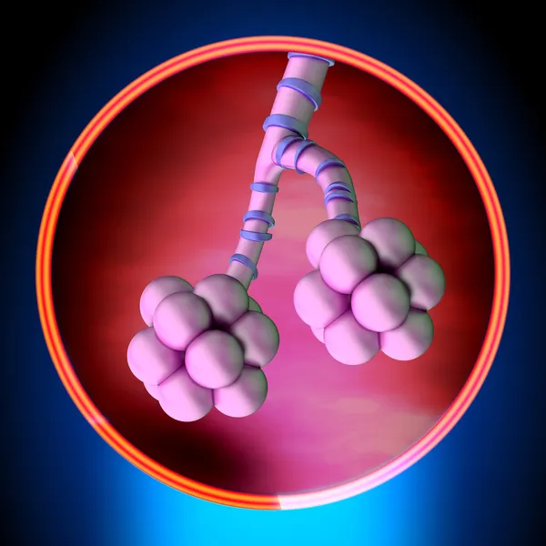 Pęcherzyków płuc - anatomia człowieka układ oddechowy — Zdjęcie stockowe