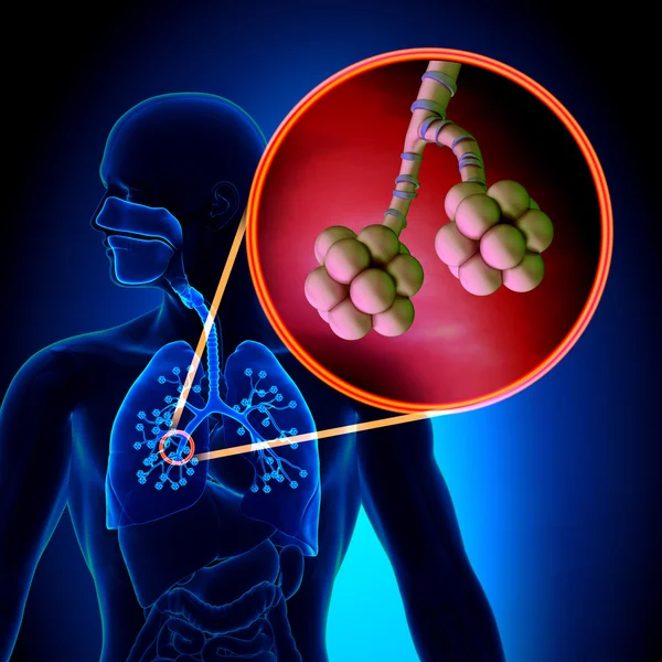 Alvéoles pulmonaires - Anatomie du système respiratoire humain — Photo