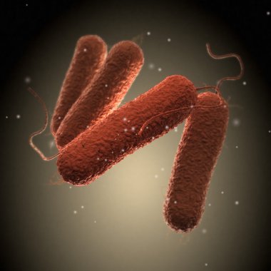 Salmonella bakteri