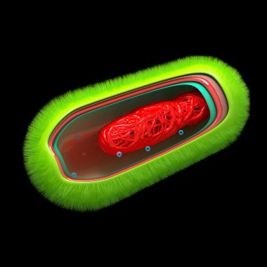 Bacteria - Prokaryote Cell Anatomy - isolated on black clipart