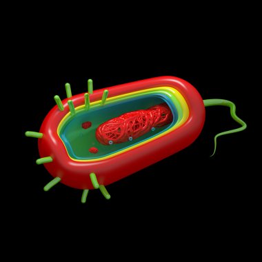 Kolera hücre anatomisi - siyah üzerine izole