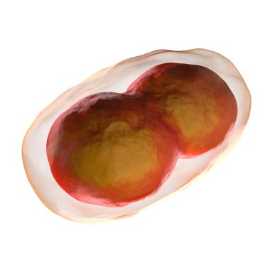 çiçek hastalığı hücre - beyaz izole