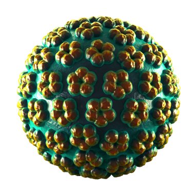 Papilloma Virus - HPV - isolated on white clipart