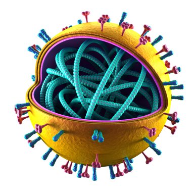 grip hücre - h5n1, h1n1 - genel yapısı üzerinde beyaz izole-