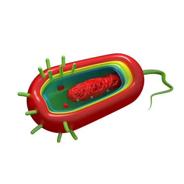 Cholera Cell Anatomy - isolated on white — Stock Photo, Image