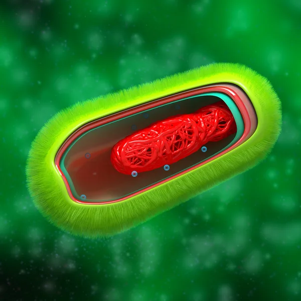 流体中の細菌 - 原核生物の細胞の解剖学- — ストック写真