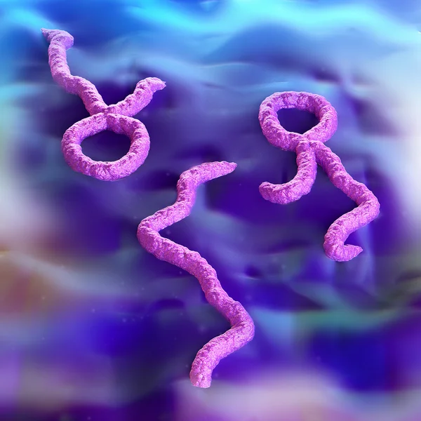 Ебола вірусу — стокове фото
