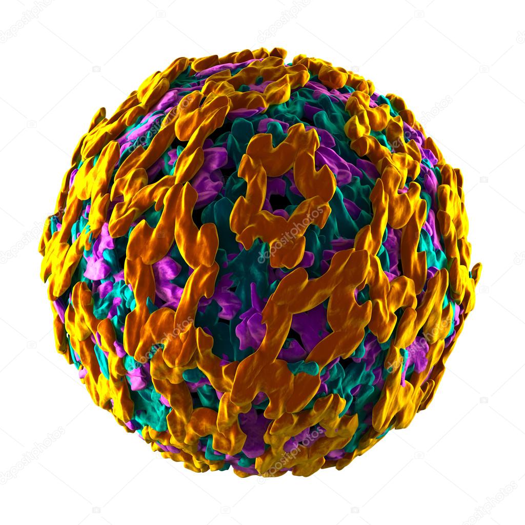 Yellow Fever Virus - isolated on white