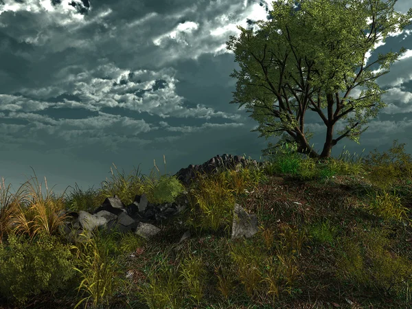 Albero solitario sulla collina — Foto Stock