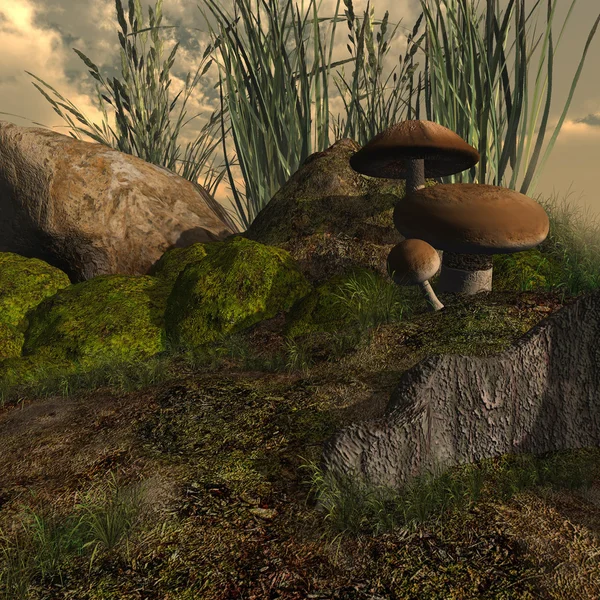 Moosige Steine mit hohem Gras und Pilzen — Stockfoto